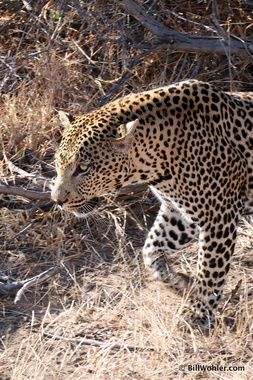 Leopard on the prowl (Panthera pardus)