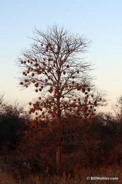 Nests of the sociable weaver (Philetairus socius)