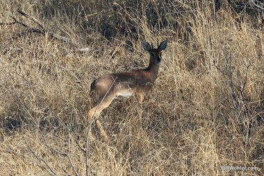 The steenbok (Raphicerus campestris) were always very skittish and required big lenses--which I didn't have--for good photos