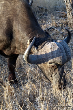 Cape buffalo (Syncerus caffer)