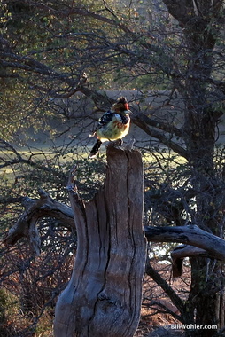 The multi-colored crested barbet (Trachyphonus vaillantii)