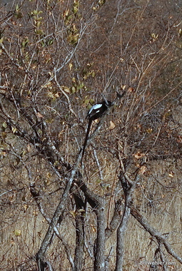 The magpie shrike (Urolestes melanoleucus) has a very long tail