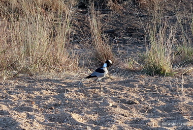 Blacksmith lapwing (Vanellus armatus)