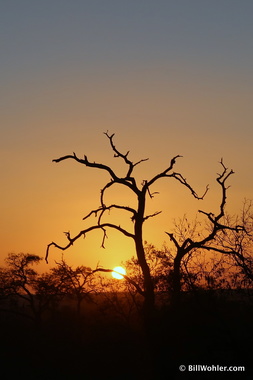 Same sunset, different tree