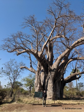 A very large baobab (Adansonia digitata) tree, 23 m high, 18 m around, and estimated to be between 1000 - 1500 years old