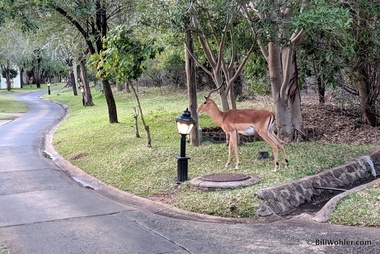 Whoa, an impala (Aepyceros melampus) on the hotel grounds?