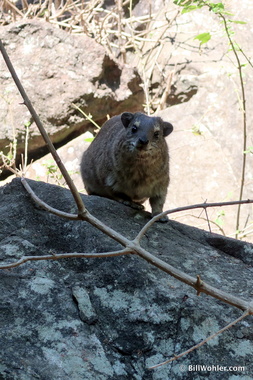 A very cute rock hyrax (Procavia capensis)