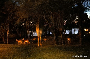 Whoa, a giraffe (Giraffa camelopardalis) and impalas (Aepyceros melampus) outside our room?