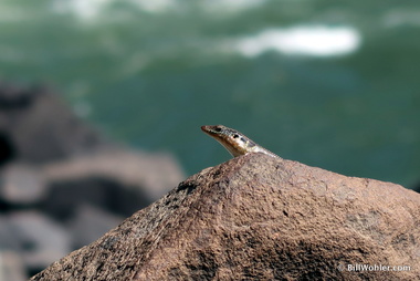 A skink basks in the sun with me