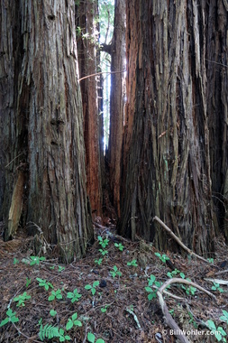 Lots 'o fairy rings