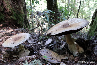 Some very nice mushrooms!