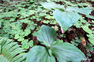 There is more oxalis and trilliums on this trail than any we've seen