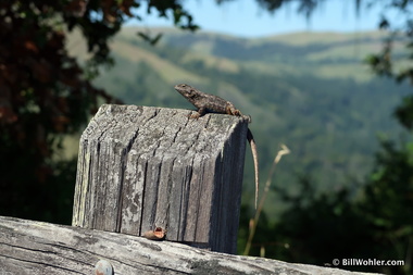 This western fence lizard hung out here all weekend (Sceloporus occidentalis)