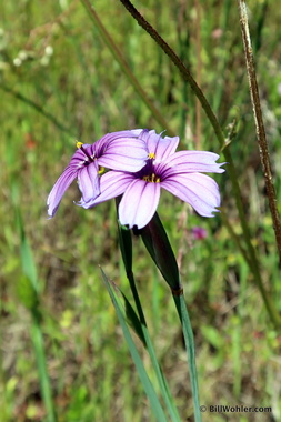 Blue-eyed grass (Sisyrinchium bellum)