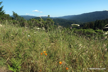 The wildflowers and forests were gorgeous