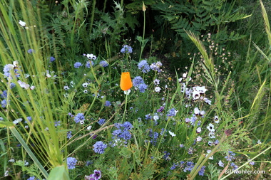 Beautiful wildflowers, just outside the cabin