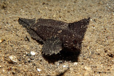 Cockatoo waspfish (Ablabys taenianotus)