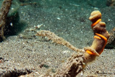Shortpouch pygmy pipehorse (Acentronura breviperula)