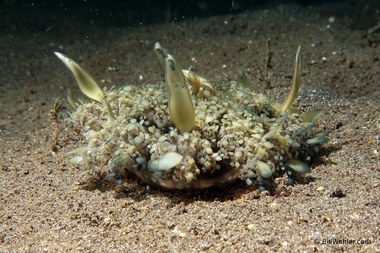 Upside-down jellyfish (Cassiopea sp)