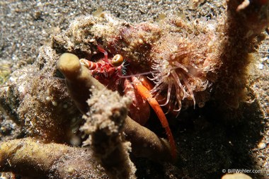 Anemone hermit crab (Dardanus pedunculatus)