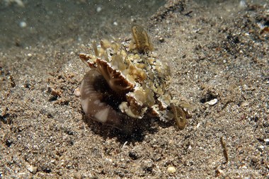 Jellyfish carry crab (Ethusa sp) carrying an upside-down jellyfish