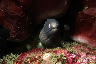 White-eyed moray (Gymnothorax thyrsoideus)