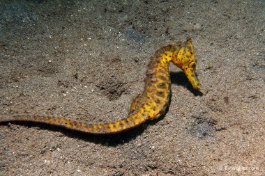 Common seahorse (Hippocampus taeniopterus)