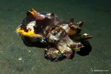 Flamboyant cuttlefish (Metasepia pfefferi)