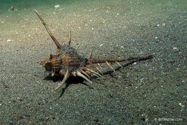 Murex snail (Murex tribulus)