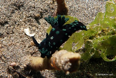 Crested nembrotha (Nembrotha cristata)