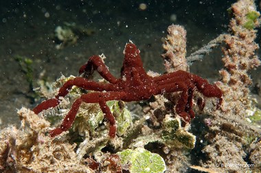 Orangutan crab (Oncinopus sp)