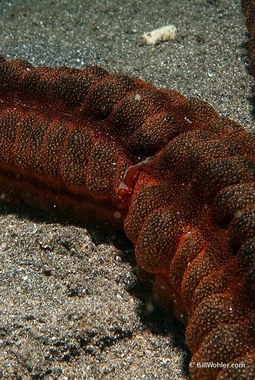 Emperor shrimp (Periclimenes imperator)