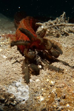Sea cucumber