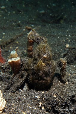 Painted frogfish (Antennarius pictus)