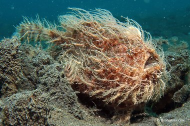 Hairy frogfish (Antennarius striatus)