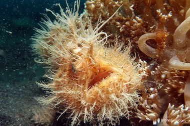 Hairy frogfish (Antennarius striatus)