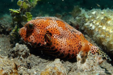 Star puffer (Arothron stellatus)