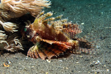 Check out the psychedelic eyes on this shortfin lionfish (Dendrochirus brachypterus)
