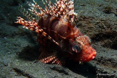 Shortfin lionfish (Dendrochirus brachypterus)