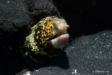 Snowflake moray (Echidna nebulosa)
