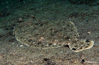 Twospot dwarf flounder (Engyprosopon grandisquama)