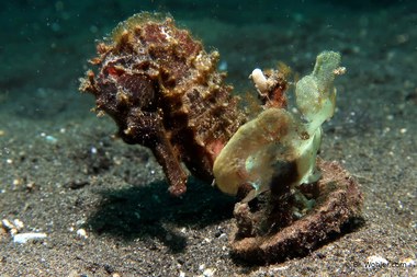 Common seahorse (Hippocampus taeniopterus)