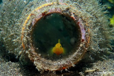 Ornate goby (Lubricogobius exiguus)