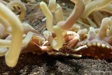 Spotted porcelain crab (Neopetrolisthes maculatus)