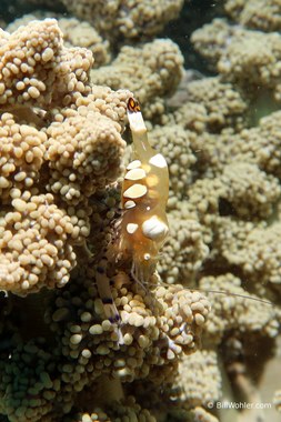Peacock-tail anemone shrimp (Periclimenes brevicarpalis)
