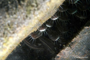 Striped catfish (Plotosus lineatus)