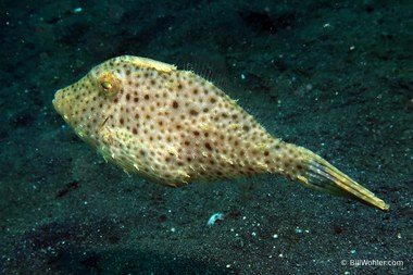 Strapweed filefish (Pseudomonacanthus macrurus)
