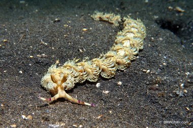 Blue dragon (Pteraeolidia ianthina)