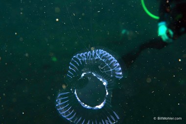 Hanging with a jelly at the safety stop