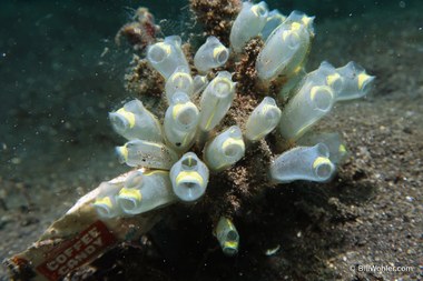 Tunicates and the garbage of Lembeh Strait